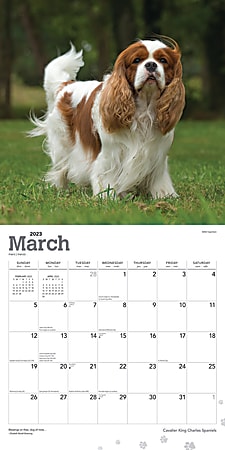 Brown Trout Animals Monthly Wall Calendar 12 x 12 Cavalier King Charles