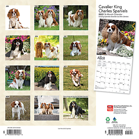 Brown Trout Animals Monthly Wall Calendar 12 x 12 Cavalier King Charles
