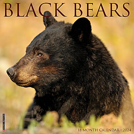 2024 Willow Creek Press Animals Monthly Wall Calendar, 12" x 12", Black Bears, January To December
