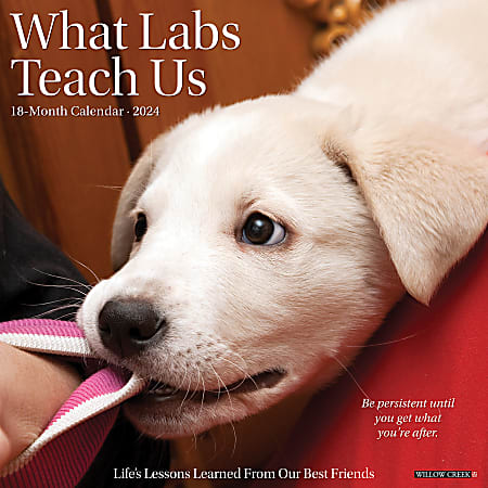 2024 Willow Creek Press Animals Monthly Wall Calendar, 12" x 12", What Labs Teach Us, January To December