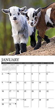 Willow Creek Press Animals Monthly Wall Calendar 12 x 12 Baby Goats January  to December 2022 16763 - Office Depot
