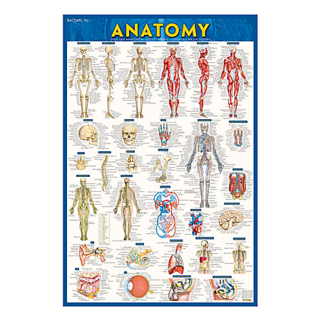 QuickStudy Human Anatomical Poster, English, 28" x 22"