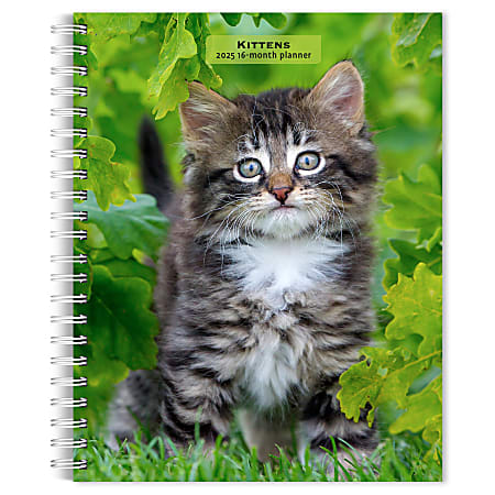 2025 BrownTrout Kittens Weekly Spiral-Bound Wire-O Engagement Planner Calendar, 6" x 7 3/4", Cats, September 2024 to December 2025, 9781975473136