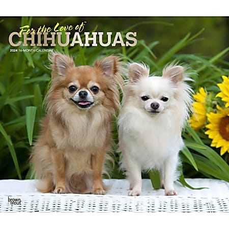 2024 BrownTrout Monthly Deluxe Wall Calendar, 14" x 12", For the Love of Chihuahuas, January to December
