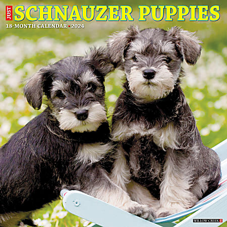 2024 Willow Creek Press Animals Monthly Wall Calendar, 12" x 12", Just Schnauzer Puppies, January To December