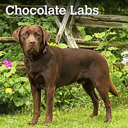 2024 BrownTrout Monthly Square Wall Calendar, 12" x 12", Chocolate Labrador Retrievers, January to December