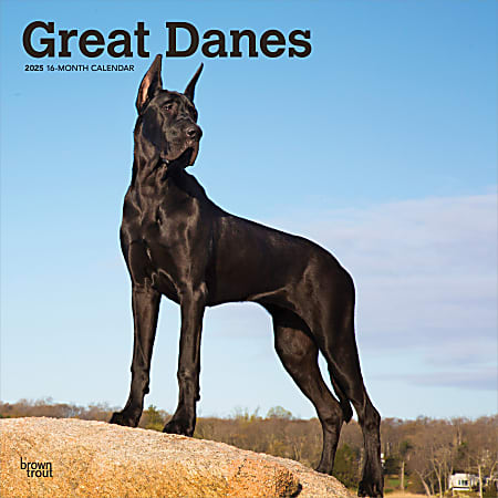 2025 BrownTrout Great Danes Monthly Plastic-Free Square Wall Calendar, 12" x 12", Dog Breeds, January to December 2025, 9781975477103