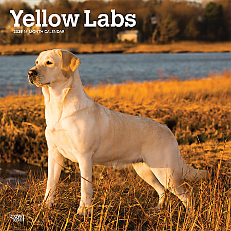 2025 BrownTrout Yellow Labrador Retrievers Monthly Plastic-Free Square Wall Calendar, 12" x 12", Dog Breeds, January to December 2025, 9781975477363