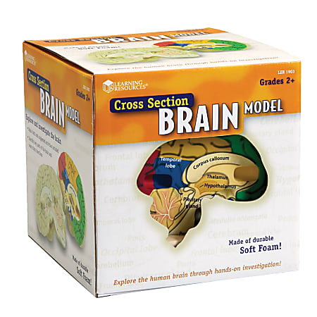 Learning Resources Human Brain Cross Section Model, 5"