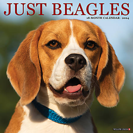 2024 Willow Creek Press Animals Monthly Wall Calendar, 12" x 12", Just Beagles, January To December
