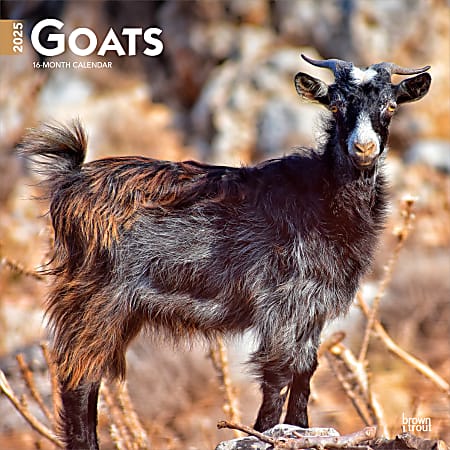 2025 BrownTrout Goats Monthly Plastic-Free Square Wall Calendar, 12" x 12", Domesticated Animals, January to December 2025, 9781975477042