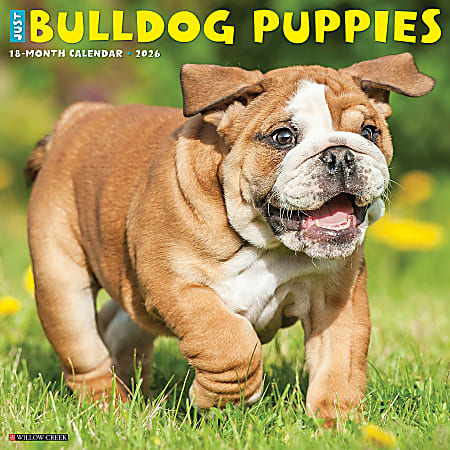 2026 Willow Creek Press Animals Monthly Wall Calendar, 12" x 12", Bulldog Puppies, January To December, 50422