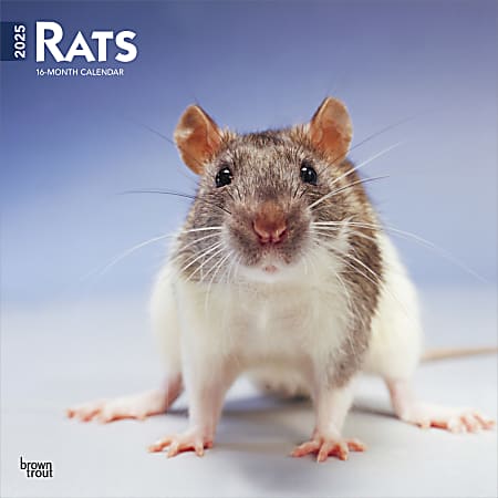 2025 BrownTrout Rats Monthly Plastic-Free Square Wall Calendar, 12" x 12", Domesticated Animals, January to December 2025, 9781975477615