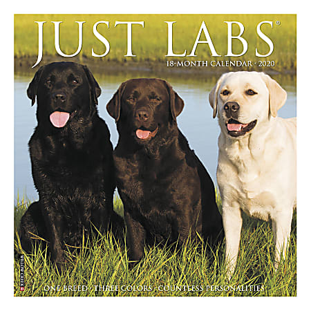 Willow Creek Press Animals Monthly Wall Calendar, 12" x 12", Labs, January To December 2020
