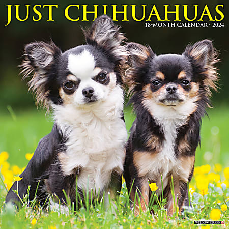 2024 Willow Creek Press Animals Monthly Wall Calendar, 12" x 12", Just Chihuahuas, January To December