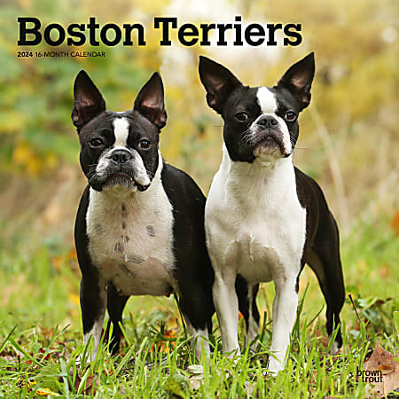 2024 BrownTrout Monthly Square Wall Calendar, 12" x 12", Boston Terriers, January to December