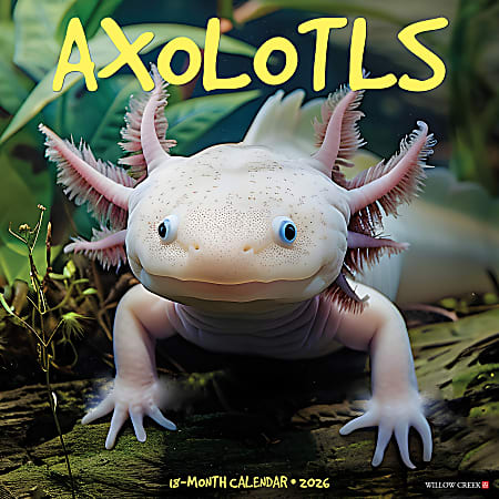 2026 Willow Creek Press Animals Monthly Wall Calendar, 12" x 12", Axolotls, January To December, 49990