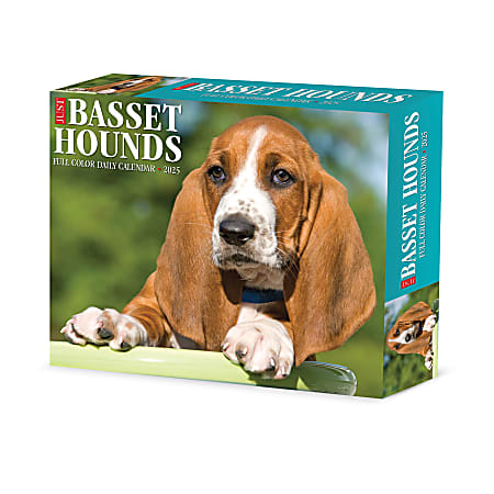 2025 Willow Creek Press Daily Desk Box Calendar, 5-1/2” x 6-1/4", Just Basset Hounds, January to December 2025, 40645