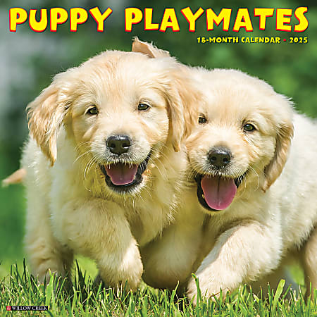 2025 Willow Creek Press Animals Monthly Wall Calendar, 12” x 12”, Puppy Playmates, January To December, 44605