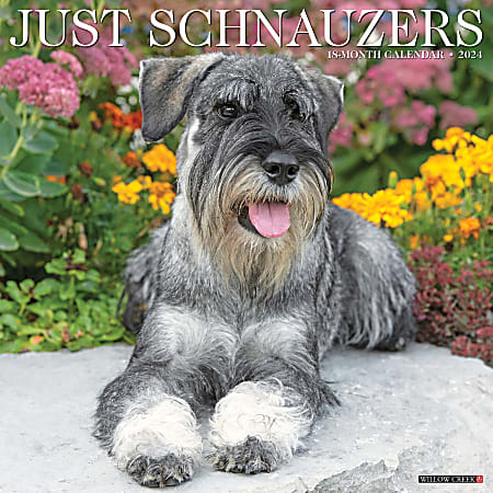 2024 Willow Creek Press Animals Monthly Wall Calendar, 12" x 12", Just Schnauzers, January To December