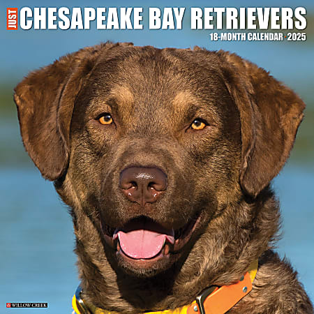 2025 Willow Creek Press Animals Monthly Wall Calendar, 12” x 12”, Chesapeake Bay Retrievers, January To December, 42281