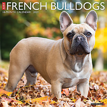 2024 Willow Creek Press Animals Monthly Wall Calendar, 12" x 12", Just French Bulldogs, January To December