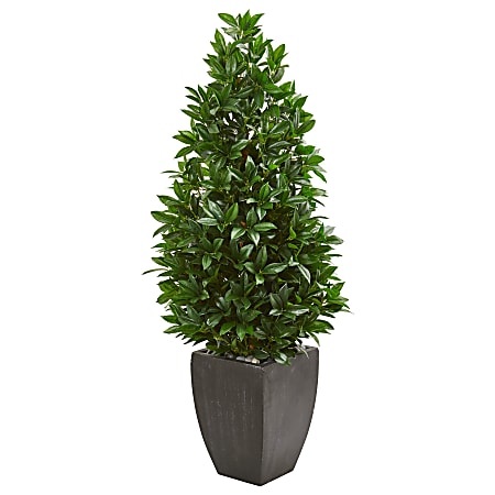 Nearly Natural 56"H UV-Resistant Bay Leaf Cone Topiary Artificial Tree With Planter, 56"H x 24"W x 24"D, Black/Green