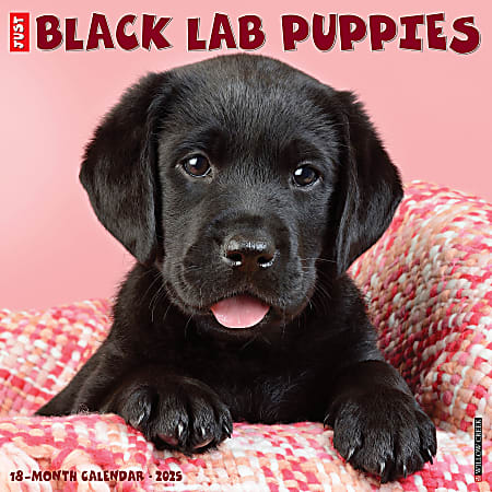 2025 Willow Creek Press Animals Monthly Wall Calendar, 12” x 12”, Black Lab Puppies, January To December, 41857