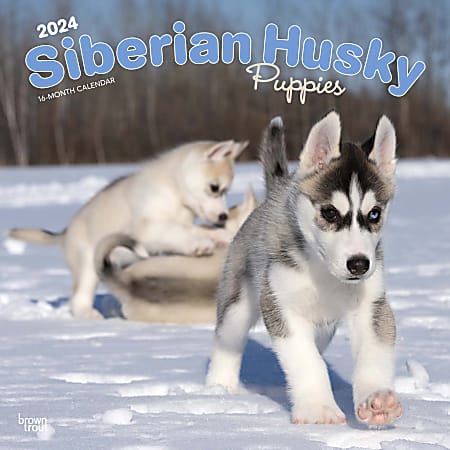 2024 BrownTrout Monthly Square Wall Calendar, 12" x 12", Siberian Husky Puppies, January to December