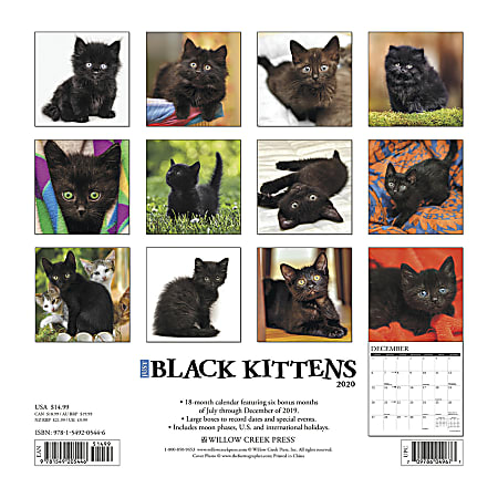 Willow Creek Press Animals Monthly Wall Calendar 12 x 12 Black Kittens ...