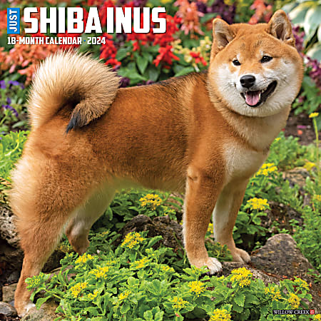 2024 Willow Creek Press Animals Monthly Wall Calendar, 12" x 12", Just Shiba Inus, January To December