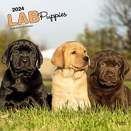 2024 BrownTrout Monthly Square Wall Calendar, 12" x 12", Labrador Retriever Puppies, January to December