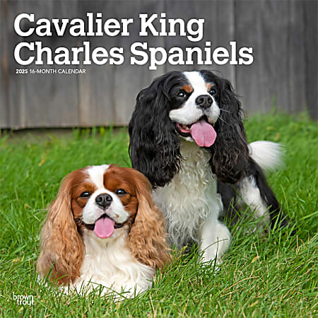 2025 BrownTrout Cavalier King Charles Spaniels Monthly Plastic-Free Square Wall Calendar, 12"x12", Dog Breeds, January to December 2025, 9781975476823