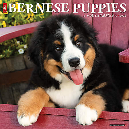 2024 Willow Creek Press Animals Monthly Wall Calendar, 12" x 12", Just Bernese Mountain Puppies, January To December