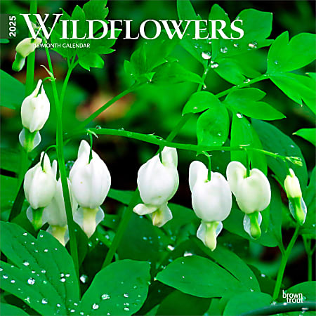 2025 BrownTrout Wildflowers Monthly Plastic-Free Square Wall Calendar, 12" x 12", Home and Garden, January to December 2025, 9781975475949