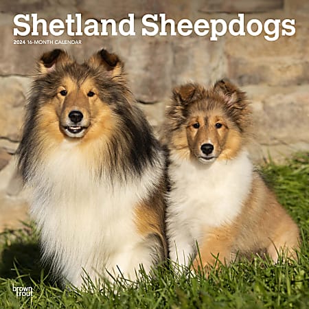 2024 BrownTrout Monthly Square Wall Calendar, 12" x 12", Shetland Sheepdogs, January to December