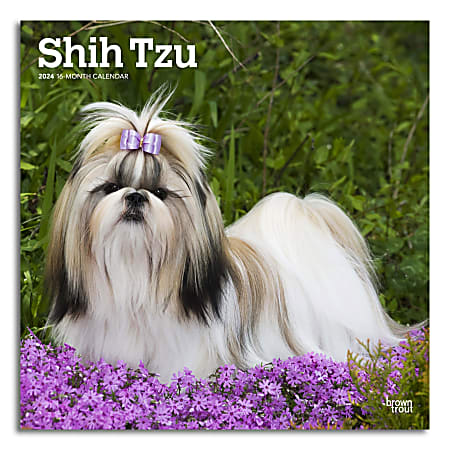 2024 BrownTrout Monthly Square Wall Calendar, 12" x 12", Shih Tzu, January to December