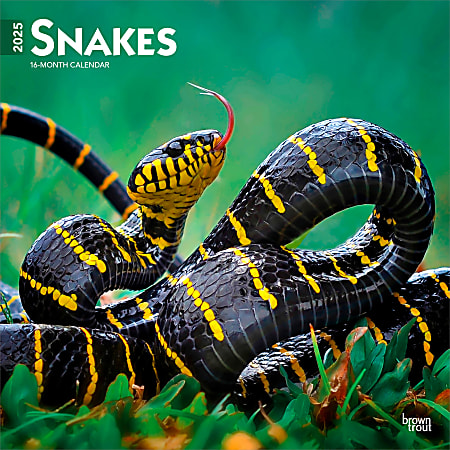 2025 BrownTrout Snakes Monthly Plastic-Free Square Wall Calendar, 12" x 12", Wildlife, January to December 2025, 9781975476366