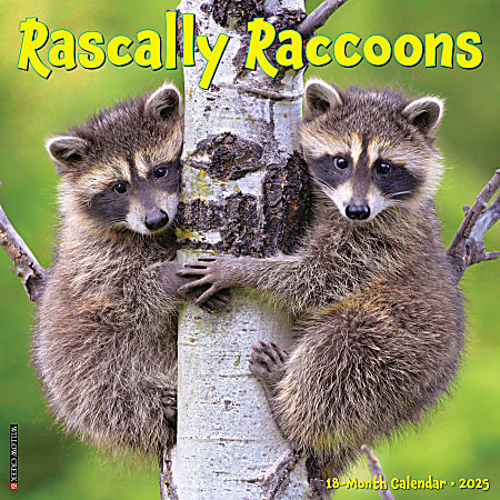 2025 Willow Creek Press Wall Calendar, 12” x 12”, Rascally Raccoons, January 2025 To December 2025, 44643