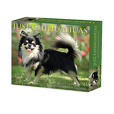 2025 Willow Creek Press Daily Box Calendar, 5-1/2” x 6-1/4”, Chihuahuas, January To December, 40737