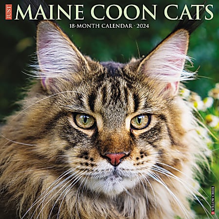 2024 Willow Creek Press Animals Monthly Wall Calendar, 12" x 12", Just Maine Coon Cats, January To December