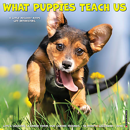 2026 Willow Creek Press Animals Monthly Wall Calendar, 12" x 12", What Puppies Teach Us, January To December, 53225