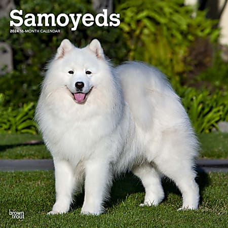 2024 BrownTrout Monthly Square Wall Calendar, 12" x 12", Samoyeds, January to December