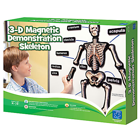 Learning Resources® 3-D Skeleton Demonstration Magnets, 36"', Grades 1-8