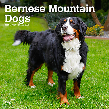 2024 BrownTrout Monthly Square Wall Calendar, 12" x 12", Bernese Mountain Dogs, January to December