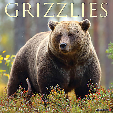 2024 Willow Creek Press Animals Monthly Wall Calendar, 12" x 12", Grizzlies, January To December