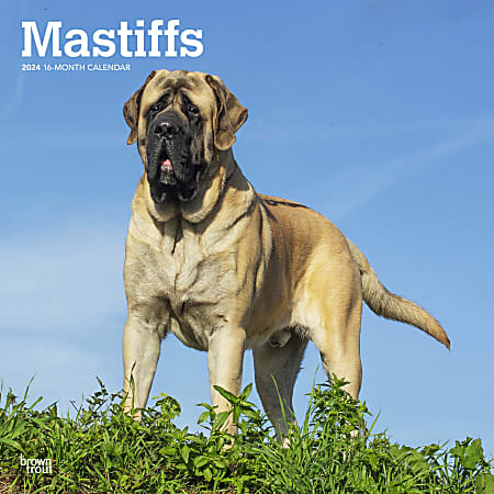 2024 BrownTrout Monthly Square Wall Calendar, 12" x 12", Mastiffs, January to December