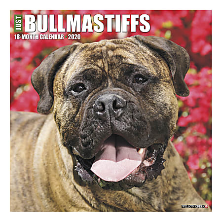 Willow Creek Press Animals Monthly Wall Calendar, 12" x 12", Bullmastiffs, January To December 2020