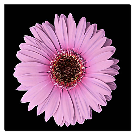 Trademark Global Pink Gerber Daisy Gallery-Wrapped Canvas Print By Anonymous, 14"H x 14"W