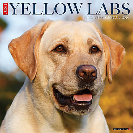 2026 Willow Creek Press Animals Monthly Wall Calendar, 12" x 12", Yellow Labs, January To December, 53355